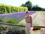 Norfolk Lavender