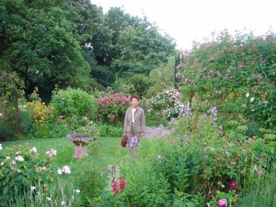 Cottage Garden Rose