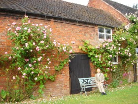 Cottage Garden Rose
