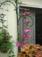 �}�C�K�[�f��