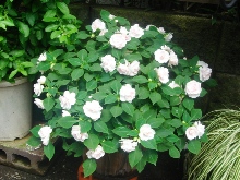 �}�C�K�[�f��