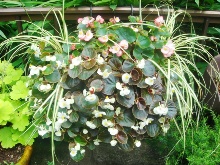 �}�C�K�[�f��