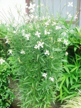 �}�C�K�[�f��