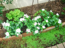 �}�C�K�[�f��