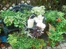 �}�C�K�[�f��