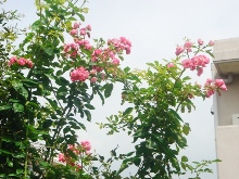 �}�C�K�[�f��