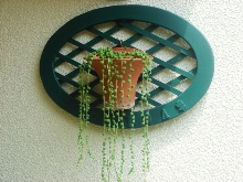 �}�C�K�[�f��