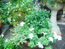 �}�C�K�[�f��