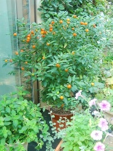 �}�C�K�[�f��