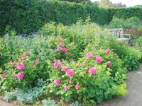 Rosemoor RHS Garden