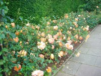 Rosemoor RHS Garden