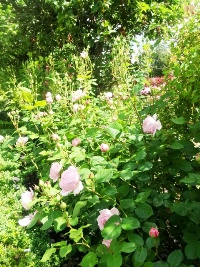 Bughtrig Garden