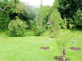 Brigit's Garden
