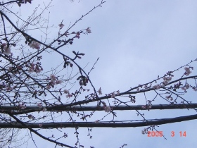 小平団地の桜