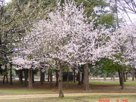 小金井公園の梅