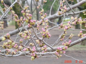 小金井公園の桜