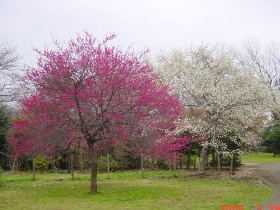 小金井公園の梅と辛夷