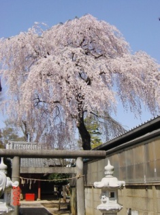 八幡神社の枝垂れ桜