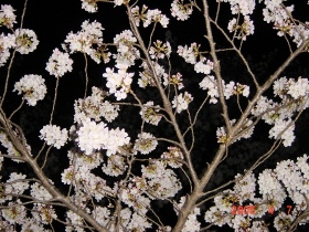 小金井公園の夜桜