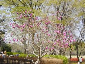 小金井公園の紫木蓮
