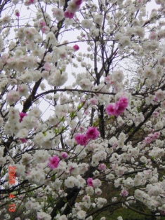 小金井公園の花桃