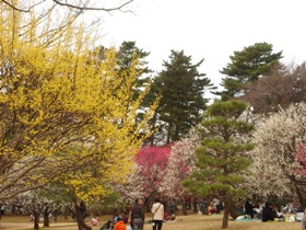 小金井公園の梅園