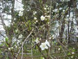 小金井公園の白花の桃