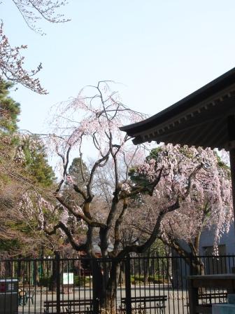 小金井公園の枝垂れ桜