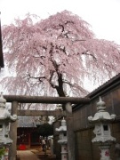 八幡神社　枝垂桜