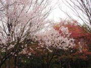 小金井公園 早咲き桜