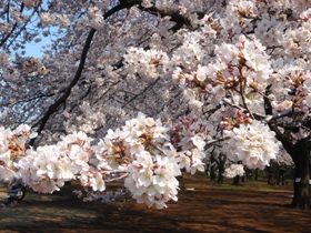 小金井公園の桜