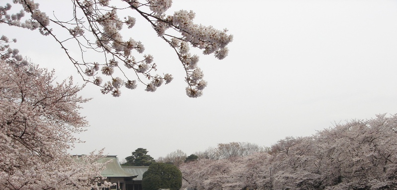 小金井公園　たてもの園前の桜