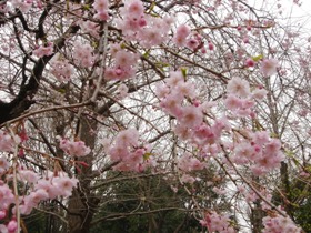 小金井公園の桜　枝垂れ八重