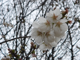 小金井公園の桜　白雪