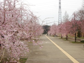 小金井公園の桜　枝垂れ並木