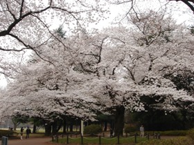 小金井公園の桜　染井吉野大木