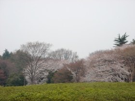 小金井公園の桜　山桜
