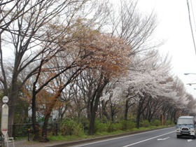玉川上水　山桜