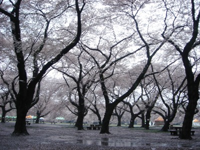 小金井公園　桜
