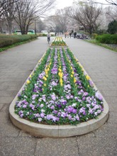 小金井公園の花壇