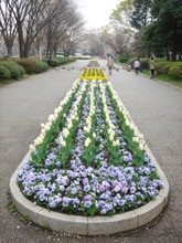 小金井公園の花壇