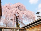 八幡神社　しだれ桜