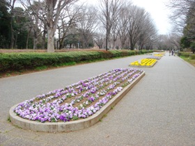 小金井公園　花壇